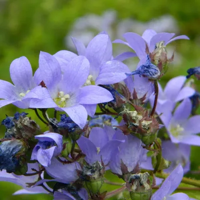 Obrázek produktu pro 6 x zvonek  - Campanula lactiflora 'Pouffe'  | Květináč 9 cm x 9 cm