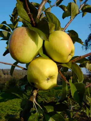 Produktbild von Apfelbaum `Weißer Winterglockenapfel´ - 120-140cm im Topf