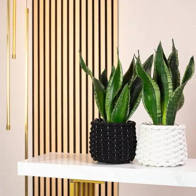 Produktbild von 2er-Set Bogenhanf - pflegeleichte Zimmerpflanze, Sansevieria trifasciata Black Coral - Höhe ca. 35 cm, Topf-Ø 12 cm