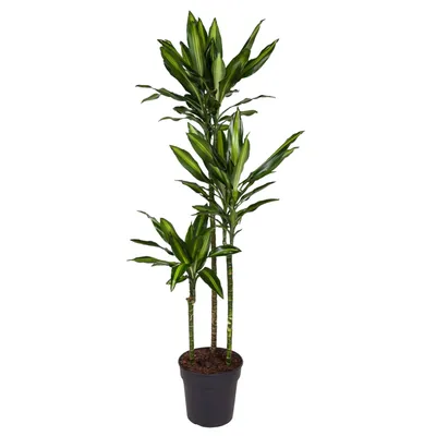 Zdjęcie produktu dla Dracaena Cintho - 160 cm - Ø24