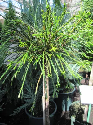 Produktbild von Thuja plicata Whipcord - Faden-Lebensbaum - Veredelung auf einen Hochstamm - 50-60 cm