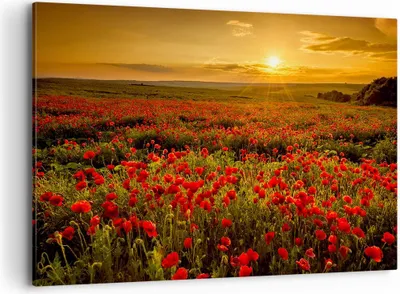 Produktbild von Bild auf Leinwand - Leinwandbild - Mohn Blume Wiese - 120x80cm - Wand Bild - Wanddeko - Wandbilder - Leinwanddruck - Bilder - Kunstdruck - Wanddekoration - Leinwand bilder - Wandkunst - AA120x80-3643