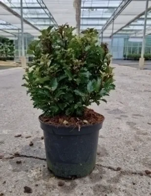 Zdjęcie produktu dla Ilex meserveae 'Little Rascal' - Ostrokrzew amerykański Little Rascal 20- 25 cm - Pojemnik