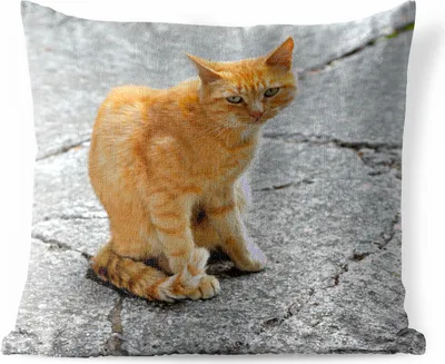 Produktbild von MuchoWow® Outdoor Kissen - Katze - Rot - Straße - Mädchen - Kinder - Jungen - Kind - 50x50 cm - Wetterfest - Lounge Kissen - Komfortabel - Kissen mit Bild