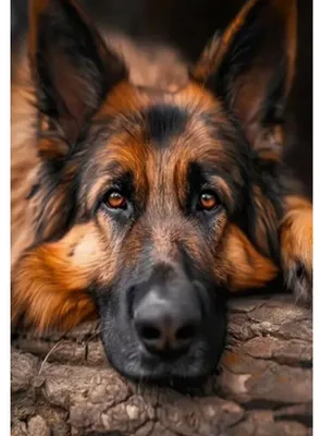 Produktbild von Diamant-Mosaik, Deutscher Schäferhund, liegend, 30x40 cm, kreatives Design