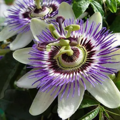 A close-up view of two passion flowers in bloom, with green leaves in the background.