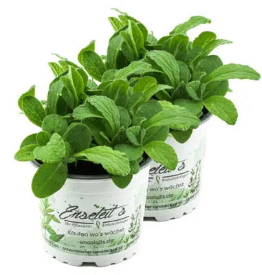 Produktbild von Enseleits 2x Borretsch,Borago officinalis,Gurkenkraut, Marktfrische Pflanze