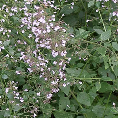 Produktbild von 6 x Kleinblütige Bergminze - Calamintha nepeta nepeta  | Topf 9cm x 9cm