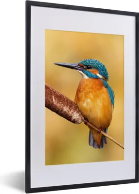 Produktbild von MuchoWow® Gerahmtes Poster Eisvogel - Natur - Vogel 40x60 cm - Poster mit Schwarzem Bilderrahmen Wandposter Rahmen Foto Bilder - Poster in Rahmen