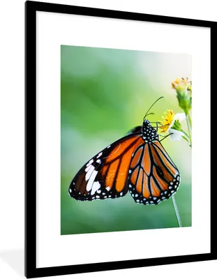 Produktbild von MuchoWow® Gerahmtes Poster Schmetterling - Blumen - Insekten 60x80 cm - Poster mit Schwarzem Bilderrahmen Wandposter Rahmen Foto Bilder - Wohnzimmer - Dekorationen - Prämie