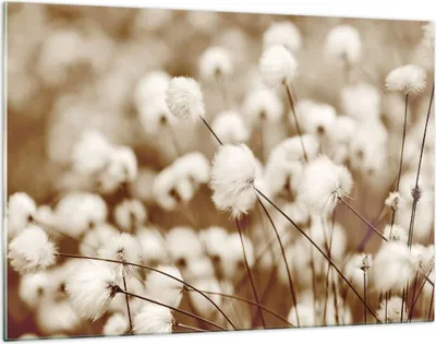 Produktbild von Bilder auf glas - Einteilig - Baumwolle Boho Wollig - 120x80cm - Glasbilder - Wandbilder - Bilder - zum Aufhängen bereit - Wanddekoration aus Glas - Glas Bilder - Wandbild auf Glas - GAA120x80-4850