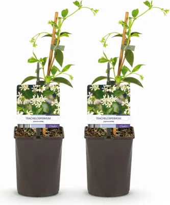 Produktbild von GreenboutiQ - Toskanischer Jasmin - Trachelospermum jasminoides - Blüte Weiß - Immergrün - 2 Pflanzen - Topf 11cm Höhe 40cm