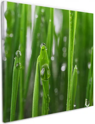Produktbild von Wallario Premium Leinwandbild Wassertropfen an Grashalmen in Größe 50 x 50 cm