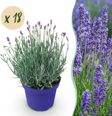 Image de Lavandula angustifolia Hidcote - Lavande - Rustique - Pourpre - 18 Plantes - 15-25cm - Ø12cm - Plante de jardin