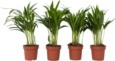Zdjęcie produktu dla Areka - 4 szt - Dypsis lutescens - Wysokość 30-45cm - ⌀12cm