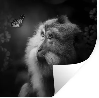 Produktbild von MuchoWow® Wandtattoo Wandsticker Wandaufkleber Schmetterling - Affe - Natur - Schwarz - Weiß 80x80 cm Selbstklebend und Repositionierbar - Wierderverwendbar - Selbstklebend
