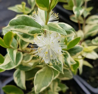 Image de Myrtus communis 'Variegata' / Myrte compact panaché blanc