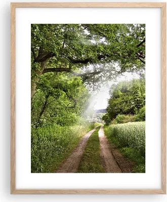Produktbild von Gerahmtes Poster - Rahmen in heller Eiche - Pfad Natur Wald Grün - 40x50 cm - Wand Bild - Wanddeko - Wandbilder - Wandposter - Bilderrahmen - Bilder - Kunstdruck - Wandbild - P2NPA40x50-2637