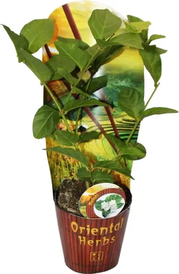 Obrázek produktu pro Arabský jasmín - Jasminum sambac - květináč 12 cm