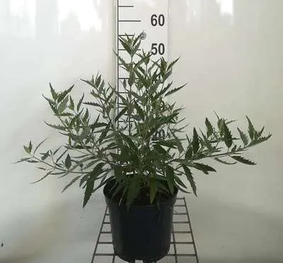 Immagine prodotto di Caryopteris cland. 'Heavenly Blue' - Bartblume 40- 50 cm Contenitore
