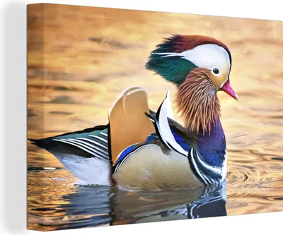 Produktbild von OneMillionCanvasses® - Leinwandbilder - 150x100 cm, Nahaufnahme einer Mandarinente, Wandbilder Kunstdruck Wanddekoration