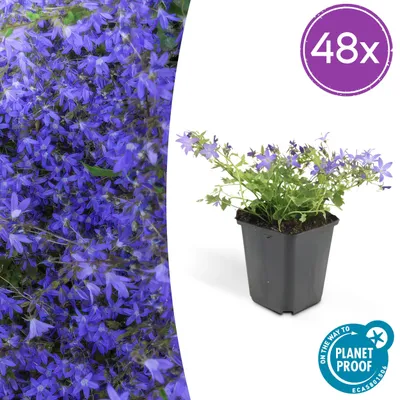 Immagine prodotto di Campanula poscharskyana 'Stella' | 48 pezzi - 10-25cm - Ø9cm - Pianta da giardino