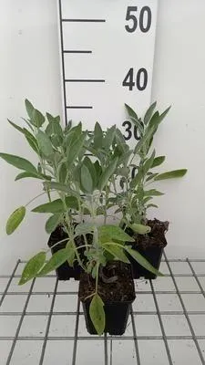 Produktbild von 6 x  Salvia off. 'Albiflora' - Sternmoos - Topf 9 x 9 cm