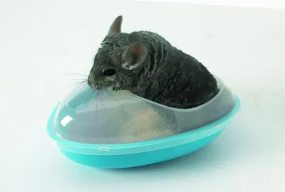 Produktbild von Chinchilla Badehaus, 35x23x15cm