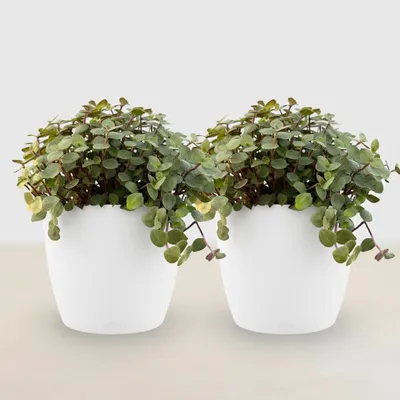 Immagine prodotto di Calissia repens, pianta da appartamento, set da 2 con vaso bianco Ø12cm