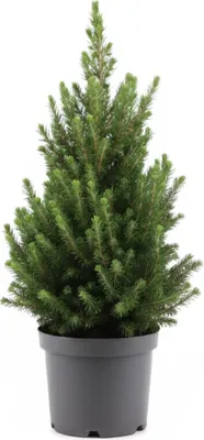 Produktbild von 1x Picea Glauca December P19 H50
