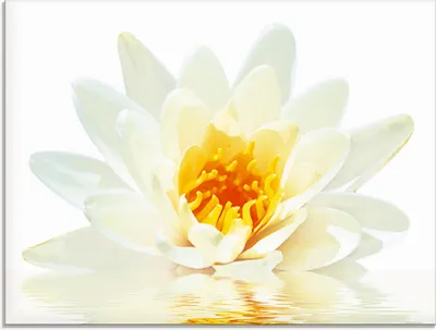 Produktbild von ARTland Glasbild Lotusblume schwimmt im Wasser Größe: 60x45 cm