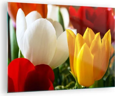Produktbild von Bilder auf glas - Tulpen Vase Blumenstrauß - 70x50cm - Glasbilder - Wandbilder - Kunstdruck - zum Aufhängen bereit - Wanddekoration aus Glas - Glas Bilder - Wandbild auf Glas - GAA70x50-1366