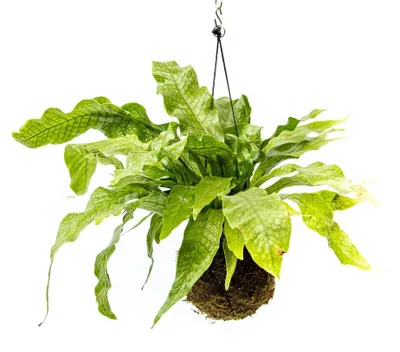 Produktbild von Gardners Kokedama mit Microsorum musifolium 'Crocodyllus' (L)