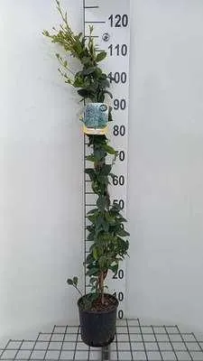 Obrázok produktu pre Trachelospermum jasminoides - Hviezdicový jazmín 80-100 cm | Kvetináč