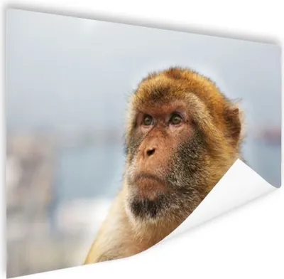 Produktbild von MuchoWow® Poster Affe - Tiere - Porträt - Landschaft 120x80 cm - Bilder