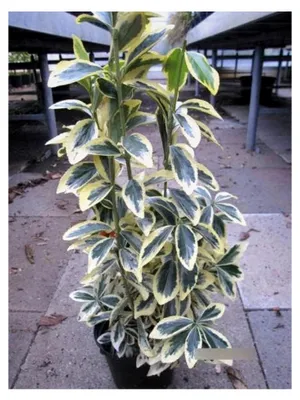 Produktbild von Euonymus japonicus Chollipo - Spindelstrauch Chollipo 40-60 cm