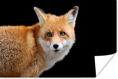 Produktbild von MuchoWow® Poster Fuchs - Tier - Porträt 120x80 cm - Bilder