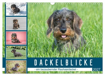 Produktbild von Dackelblicke - ein bezaubernder Rauhaardackel (Wandkalender 2027 DIN A3 quer), CALVENDO Monatskalender