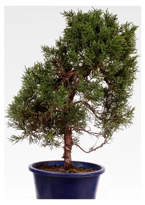 Produktbild von Bonsai - Juniperus chinensis 'Kishu' Chinesischer Wacholder aus Japan