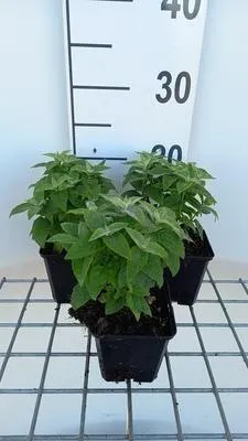 Zdjęcie produktu dla 6 x Monarda hybr. 'Cranberry Lace'® - pokrzywa indyjska - doniczka 9 x 9 cm