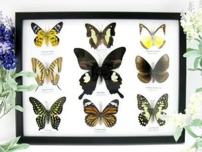 Image de Neuf papillons naturalisés, présentés dans un cadre photo noir