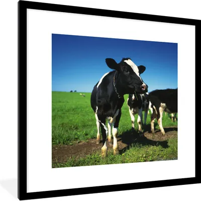 Produktbild von MuchoWow® Gerahmtes Poster Kühe - Gras - Tiere 40x40 cm - Poster mit Schwarzem Bilderrahmen Wandposter Rahmen Foto Bilder - Poster - Plakat im Rahmen