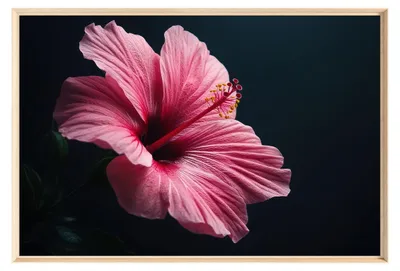 Image de Tableau mural encadré fleur hibiscus rose 80x120 cm, Tableau mural moderne pour décoration intérieure