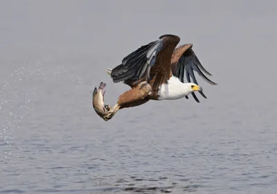 Produktbild von 3 D Ansichtskarte Schreiseeadler, Postkarte Wackelkarte Hologrammkarte, Tier Vogel Adler