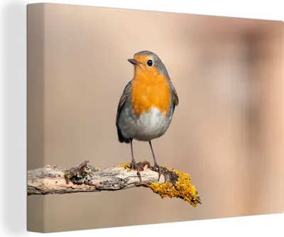 Obrázek produktu pro OneMillionCanvasses® Malba na plátně Nástěnná malba na plátně - Robin - Pták - Větev - Zvířata - 150x100cm