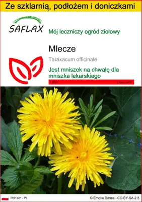 Zdjęcie produktu dla SAFLAX - Zestaw do uprawy - Mlecze - 200 Nasiona - Z mini szklarnią, podłożem uprawowym i 2 doniczkami - Taraxacum officinale