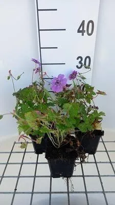 Zdjęcie produktu dla 6 x Geranium hybr. 'Pink Penny'® - Cranesbill - doniczka 9 x 9 cm