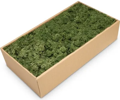 Produktbild von Islandmoos moosgrün 500g | Rentier Moos | Rendier Moos | Deko Moos | Bastel Moos