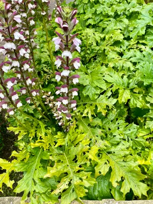 Produktbild von 6x Acanthus mollis - Bärenklau im topf 9 x 9 cm