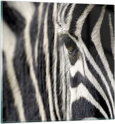 Produktbild von Bilder auf glas - Zebra Streifen Tierwelt Safari - 70x70cm - Glasbilder - Wandbilder - Kunstdruck - zum Aufhängen bereit - Wanddekoration aus Glas - Glas Bilder - Wandbild auf Glas - GAC70x70-2195